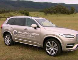 Kangaroos Continue To Confuse Volvo