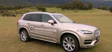 Kangaroos Continue To Confuse Volvo